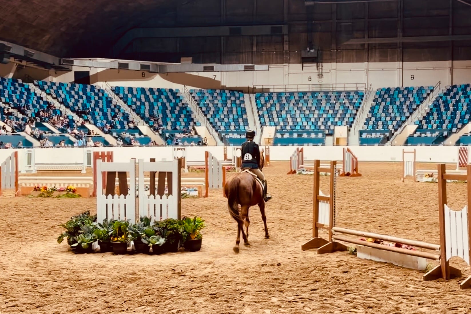 Back in the show ring